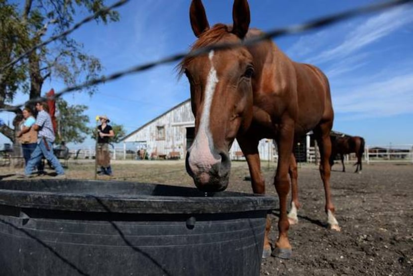 
Khaleesi, a rescue horse, drinks water from a trough Sept. 23 at Becky’s Hope Horse Rescue...