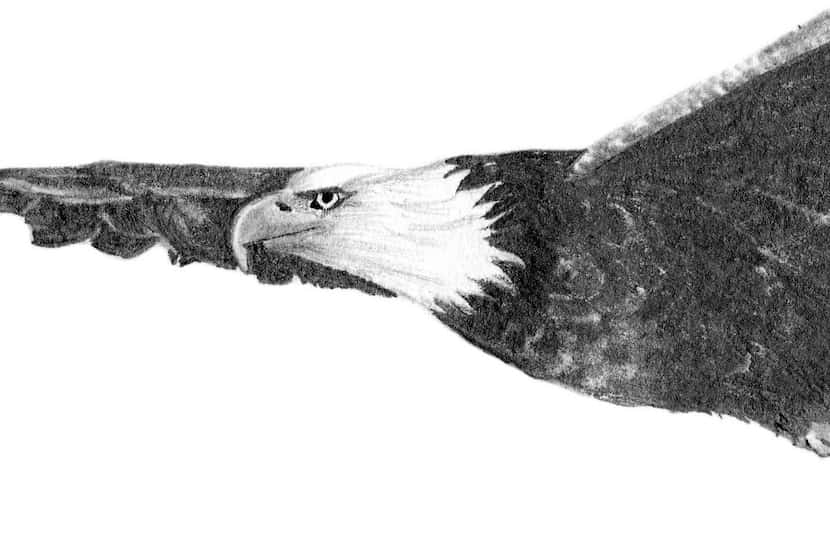 An illustration by DD Dowden from The Wonder of Birds, by Jim Robbins.