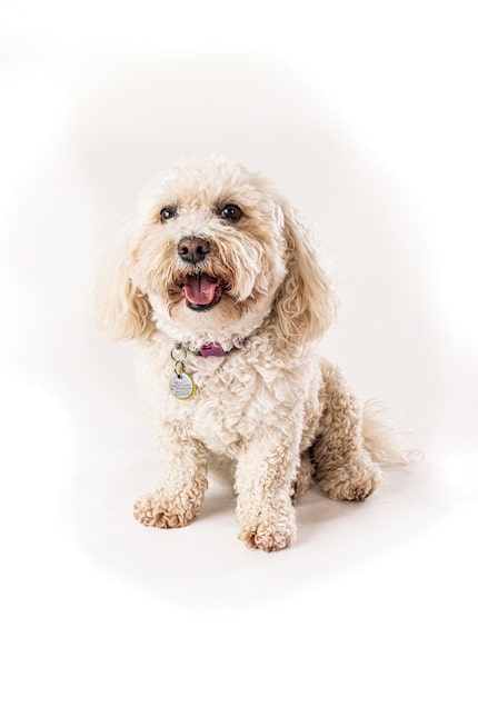 Molly, a bichon mix, is the queen of hugging. “She puts her paws around you and hugs you,”...