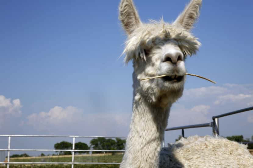 An alpaca holds a piece of straw in it's mouth at Fancy Fibers Farm in Farmersville.