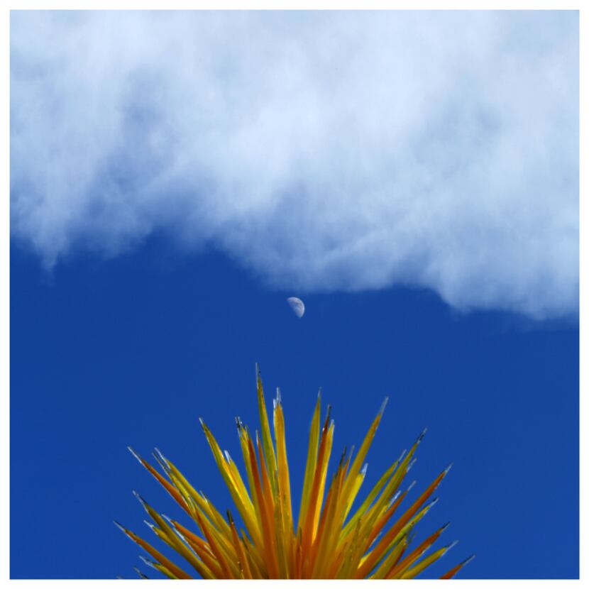 A half moon is seen rising behind Chihuly's Yellow Icicle Tower in the Jonsson Color Garden...