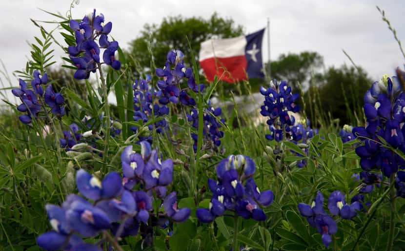The Texas flag flies alongside a field of bluebonnets near Navasota. 