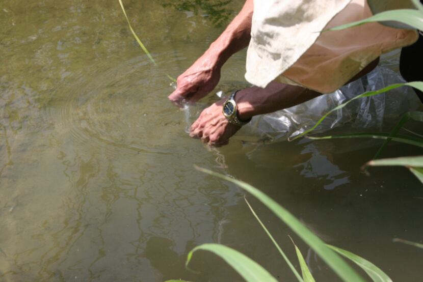 Scott Andrews, health specialist with the city of Plano, releases a bag of mosquitofish...