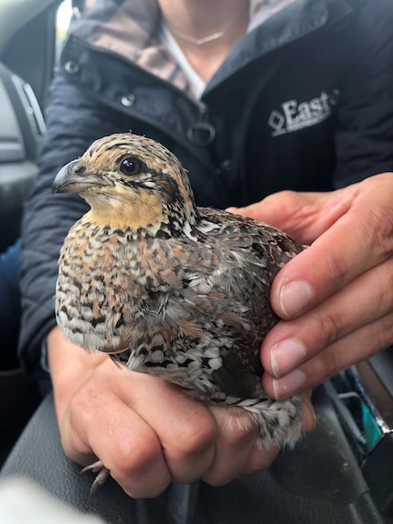 The study by the Rolling Plains Quail Research Foundation and Tarleton State University is...