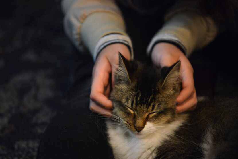 Tiffany Chau of Allen stroked a cat in her lap during Muffinmeow Cafe and Cat Lounge's...