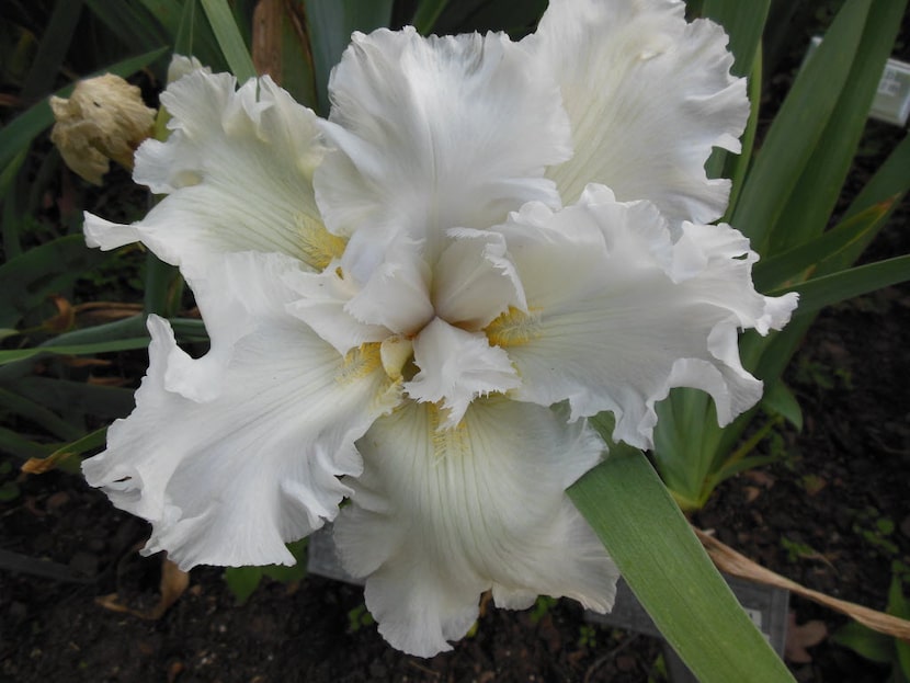 'Top Down' iris is considered very rare, says Bonnie Nichols, longtime member of the Iris...