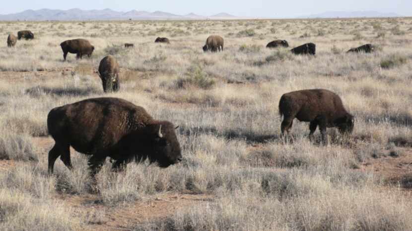In a country in the throes of political and economic transformation, the bison are the...