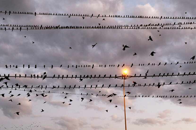  Grackles and other birds perched on utility lines as others fly by on Interstate 30 and...