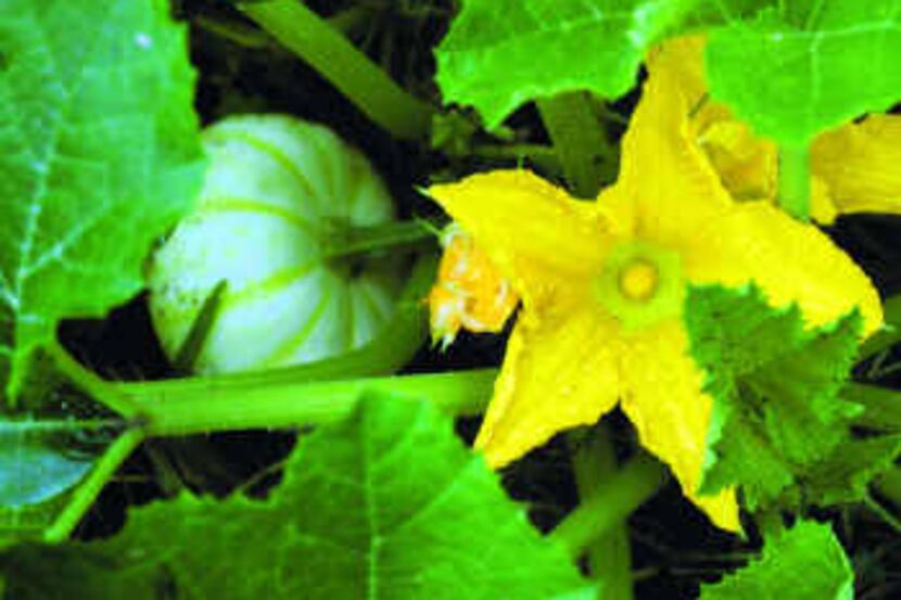 Keep debris away from your squash plants, so bugs have fewer places to seek shade. 