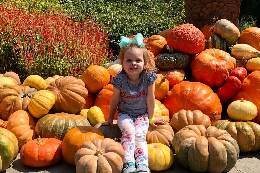 At the Dallas Arboretum's annual event Autumn at the Arboretum, attendees can pose among the...