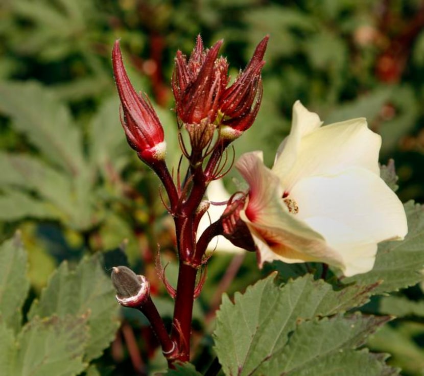 
Okra has a hibiscuslike flower and some produce red stems and pods.
