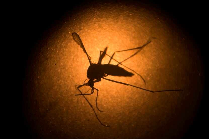 El mosquito portador del zika. AP
