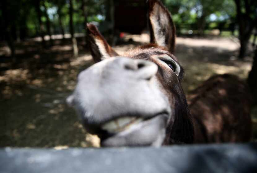 Simon the donkey at Savannah's Meadow in Celeste, Texas on Wednesday, June 28, 2017. The bed...