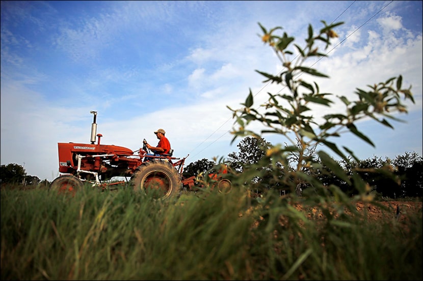 
Don Baugh works a bean field on his family farm in Canton. Baugh and his wife have taken...