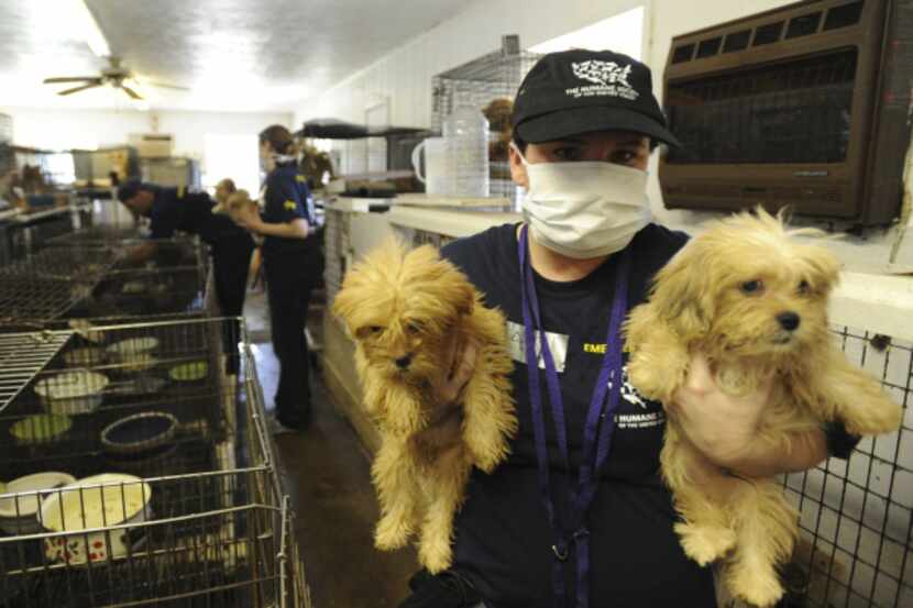 More than 500 dogs and cats were taken from a puppy mill in Kaufman County during a rescue...