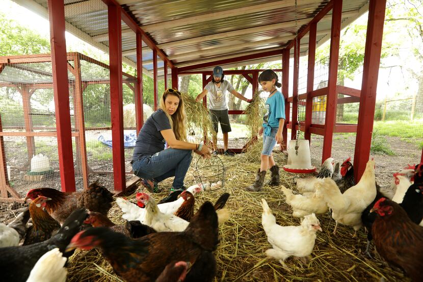 Casey Cutler, left, John Ramos, and 7-year-old Joplin Ramos take care of their chickens in a...