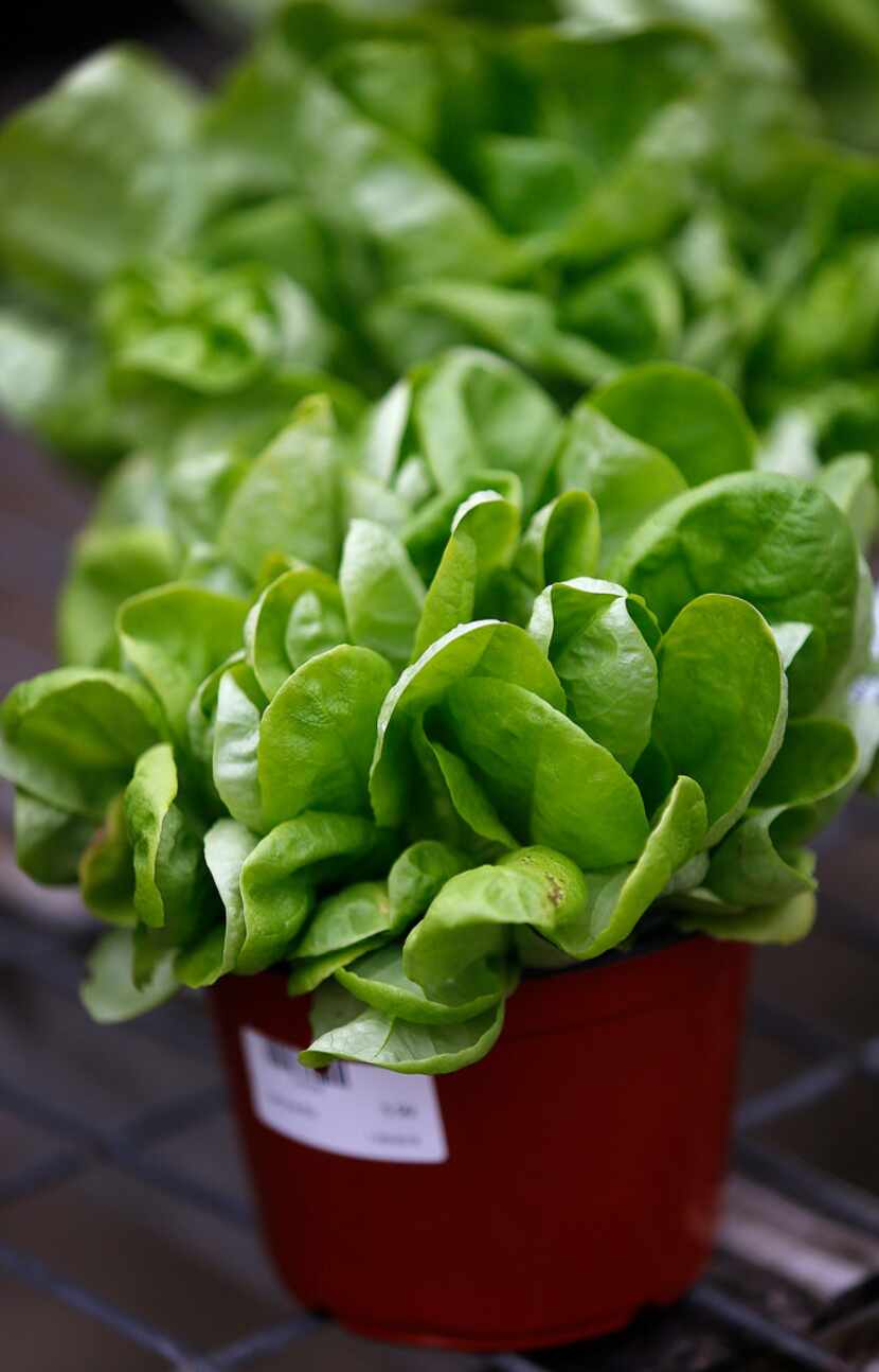 Arctic King Lettuce for sale at North Haven Gardens in Dallas. 