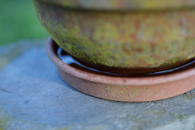 Flower pot with water at the bottom