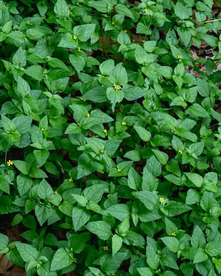 Horseherb, Calyptocarpus vialis, a native groundcover with bright green leaves and little...