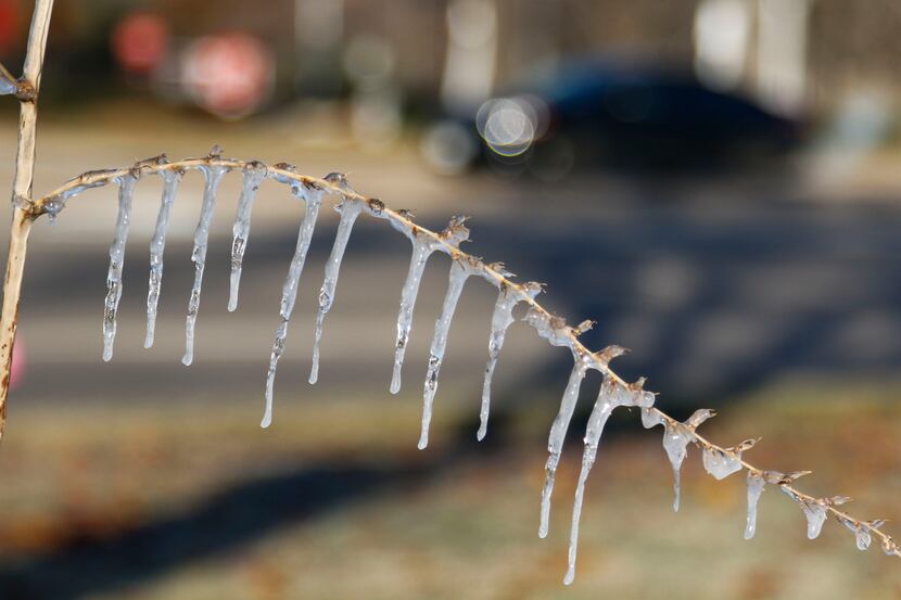 Icicles hang from a small tree from a sprinklers was left on system in the 4700 block of S....