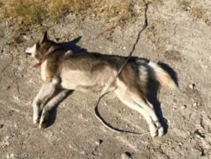  This Husky, found with his back legs bound, died of parasitic pneumonitis, according to a...