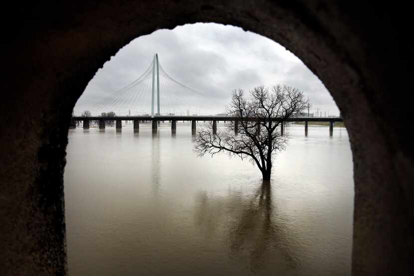 The rain-swollen Trinity River has overflowed its banks (but not the levees) as seen near...