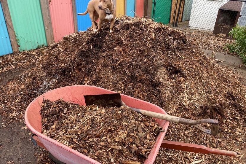 Shredded native tree-trimmings mulch (also called arborist wood chips) are the best choice...