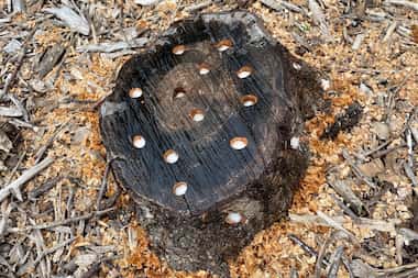A flowering cherry stump has been drilled, with potassium nitrate (saltpeter) applied to the...