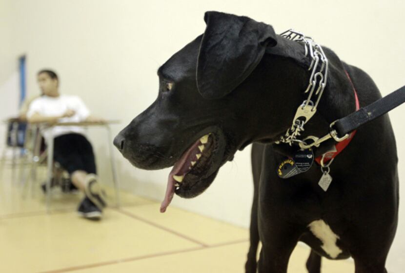 Noble, a Great Dane, was one of the shelter dogs in the P.R.E.P. program.