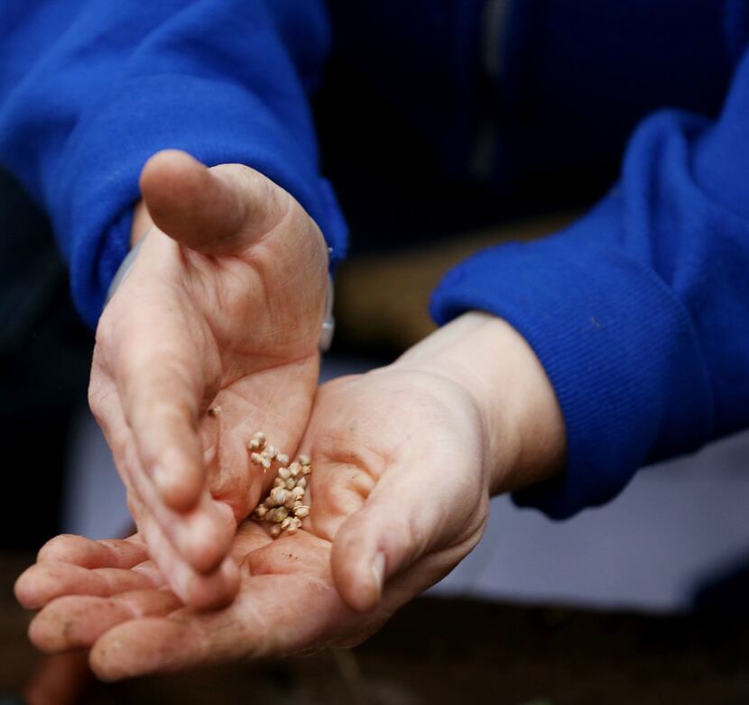 Dayle Henderson, a first grade teacher, shows her students seeds. (Andy Jacobsohn/The Dallas...