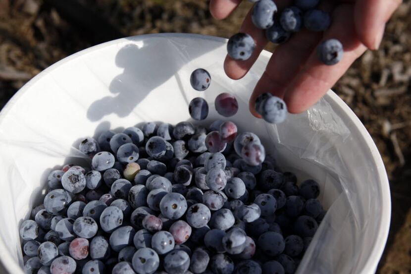 Freshly picked blueberries from a Texas farm.