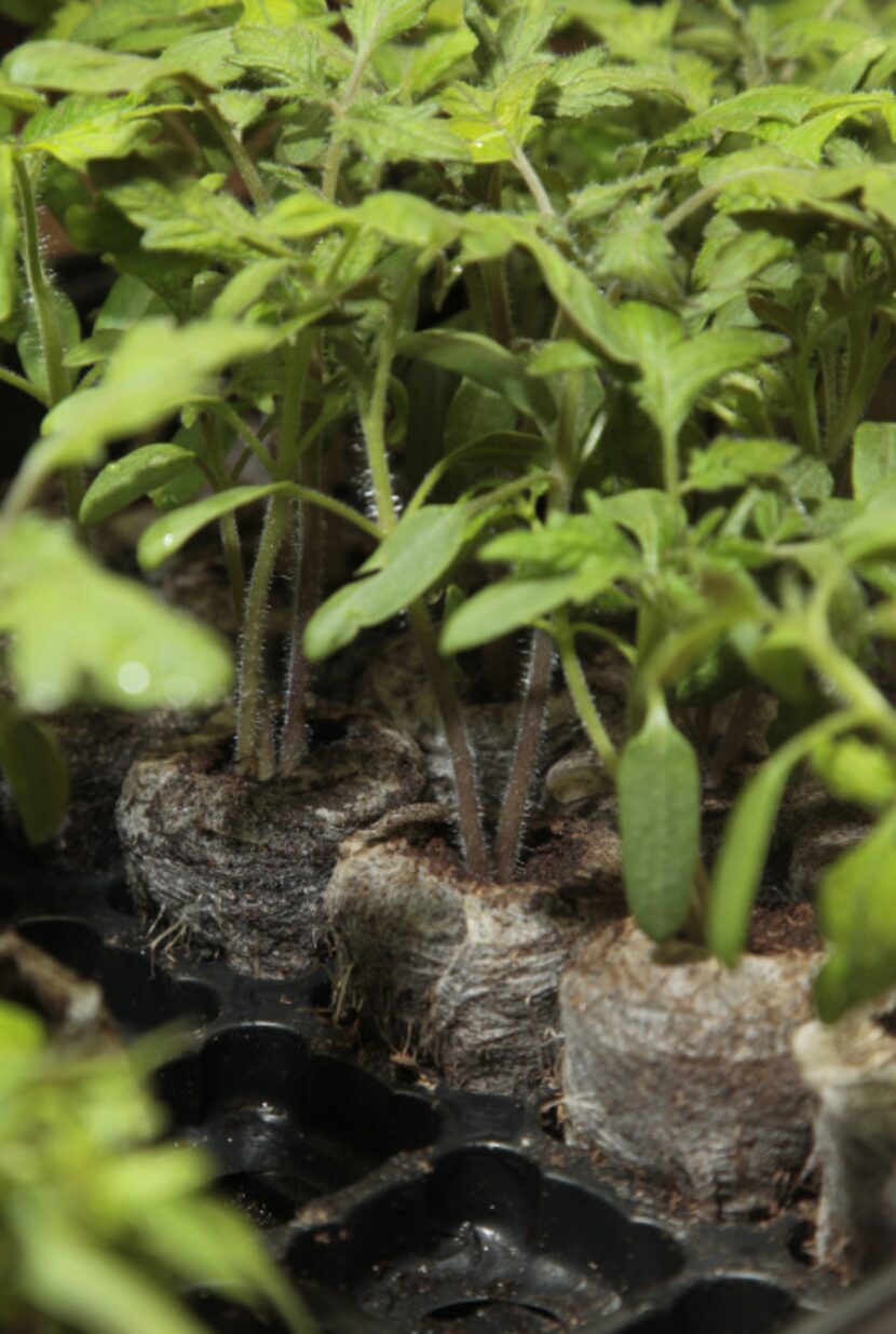 Tomato plants are just some of the seeds you can start indoors now.