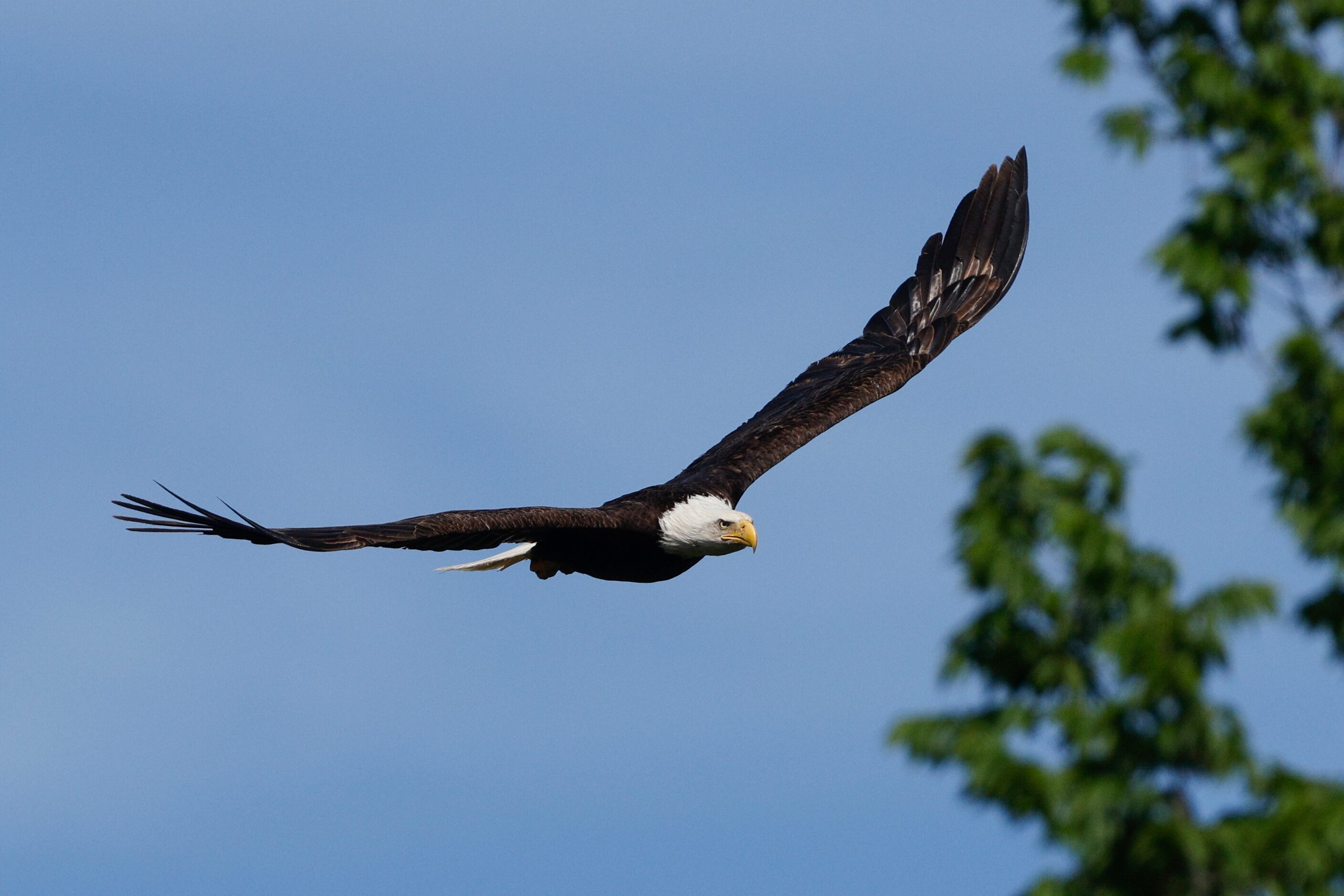 A bald eagle flies near White Rock Lake, Friday, April 5, 2024, in Dallas.