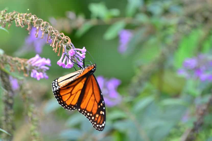 Monarch butterflies feed at the Dallas Arboretum's Rory Meyers Children's Adventure Garden...