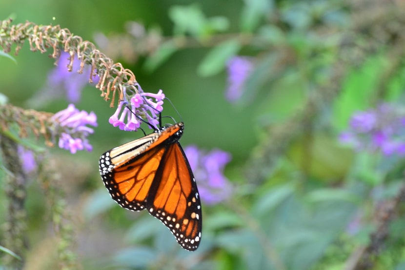 Monarch butterflies feed at the Dallas Arboretum's Rory Meyers Children's Adventure Garden...