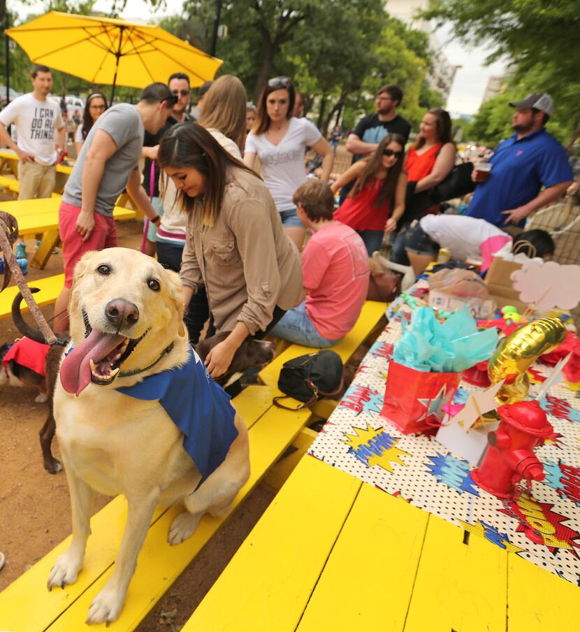The atmosphere is festive at a dog's birthday party held at Mutts Canine Cantina in Uptown...