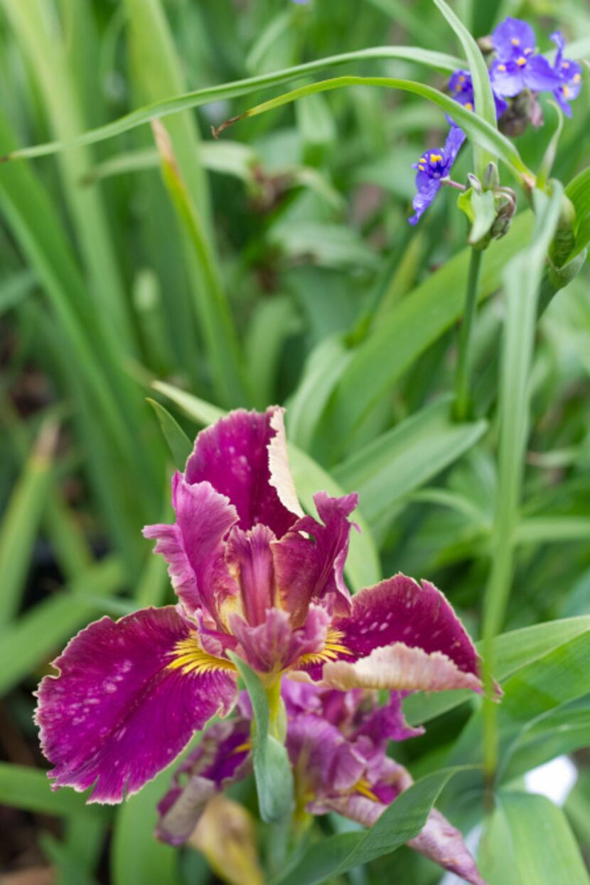 A "James Faith" iris blooms in Mason's garden.