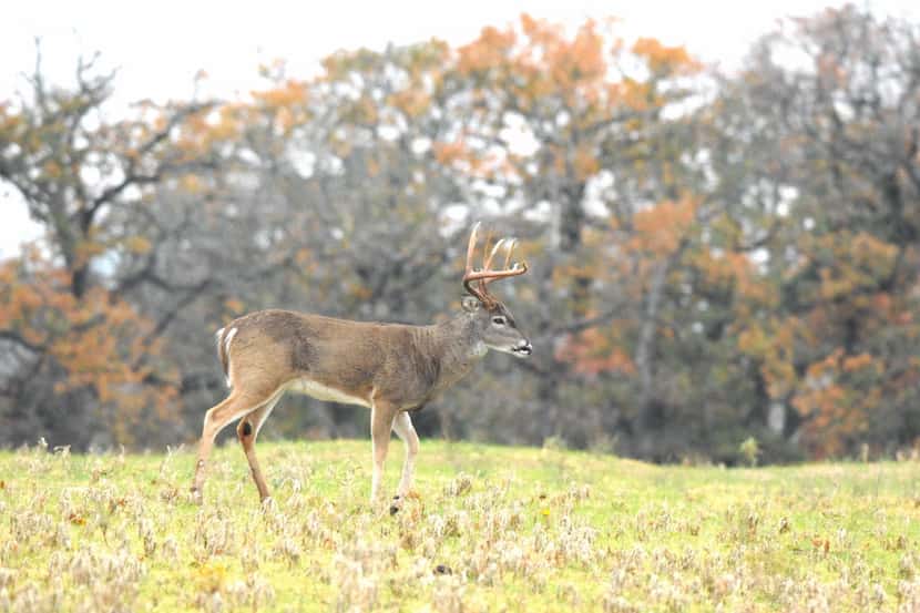 White-tailed deer are the most sought-after Texas game animals. 