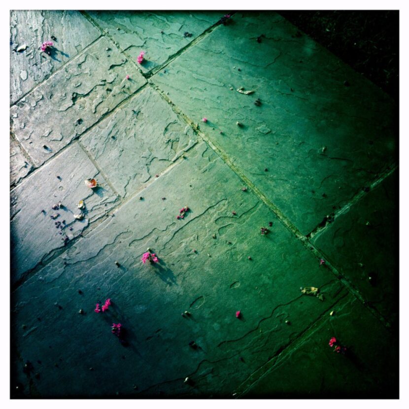 Flower petals are seen in the Crape Myrtle Allee of the Dallas Arboretum. Photographed with...