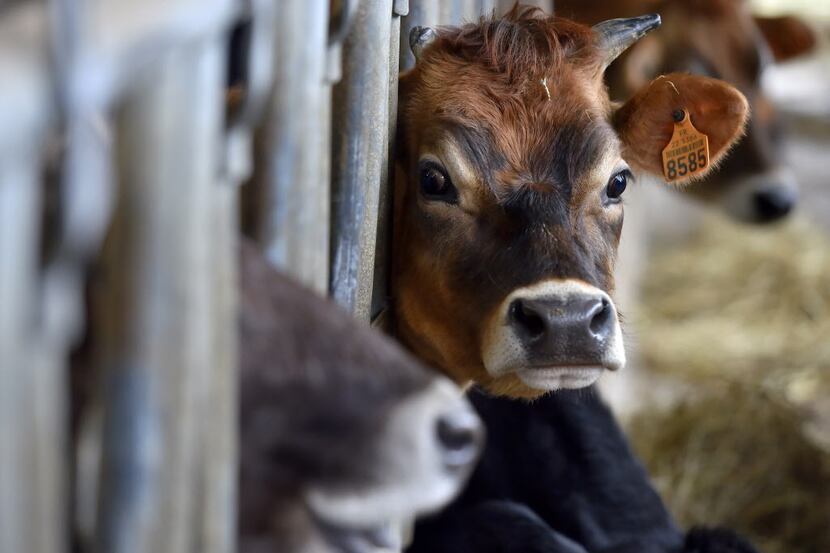 A calf is pictured in a cow pen of an organic dairy farm in Evran, western France, on...