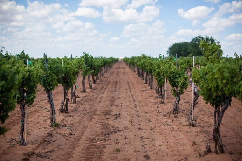 Grapes on the vine in the Texas High Plains 
