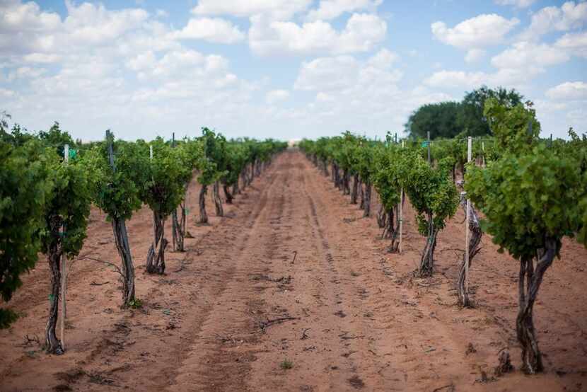 Grapes on the vine in the Texas High Plains 