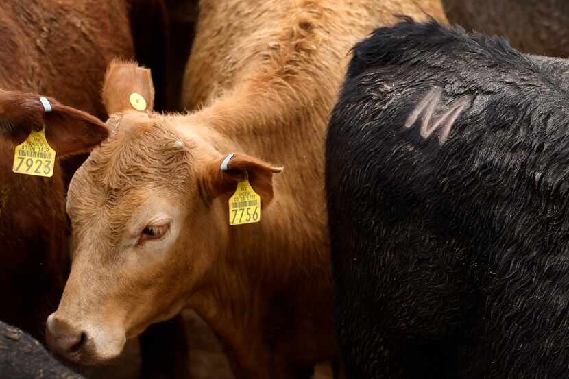 Mexican feeder cattle are branded with the letter M. These are penned at the Santa Teresa...