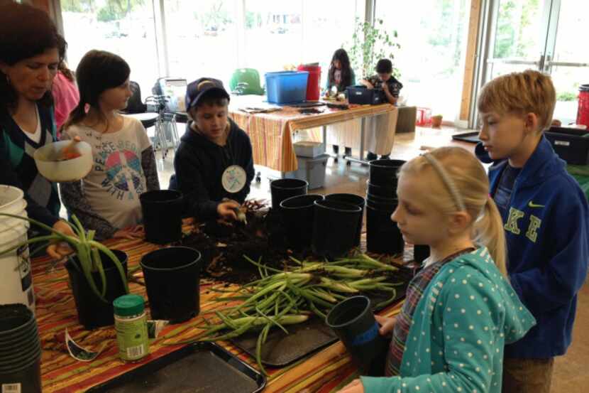 Kids learn how to transplant aloe vera in the City of Plano's Kids in the Garden program.