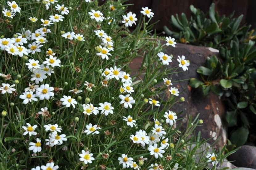 
Blackfoot daisy is a native, drought-tolerant perennial that blooms spring through fall. It...