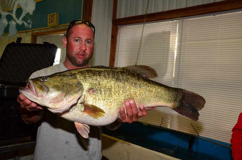 Lake Ray Roberts has produced six Legacy ShareLunkers since 1999, including the 15.18-pound...