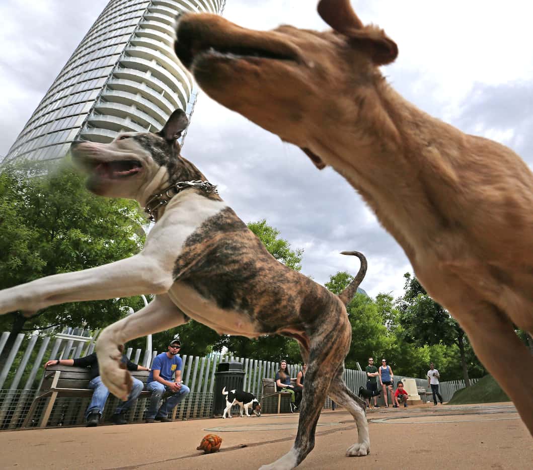 Downtown buildings surround owners and dogs at the Klyde Warren dog park in downtown Dallas,...