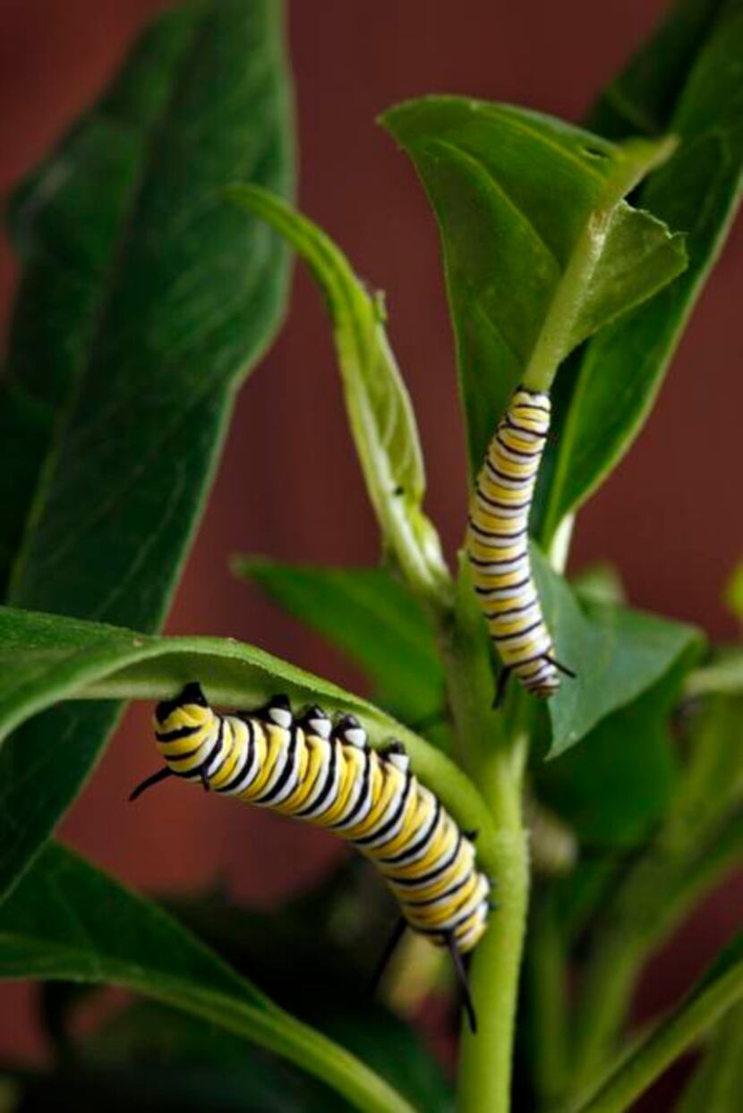 
Fat, happy monarch caterpillars munch on milkweed, which has to be replenished daily as the...