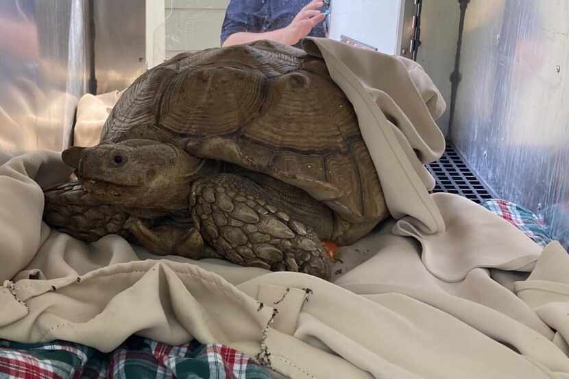Wendell the 200-pound, 37-year-old tortoise was picked up by Dallas Animal Services Tuesday,...