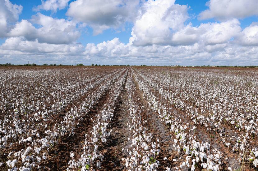 During a normal growing year, the tops of cotton plants like these at Brian Adamek's farm in...